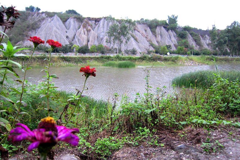 Flowers by a Pond — Green