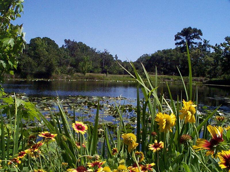 Flowers by a pond on a sunny day