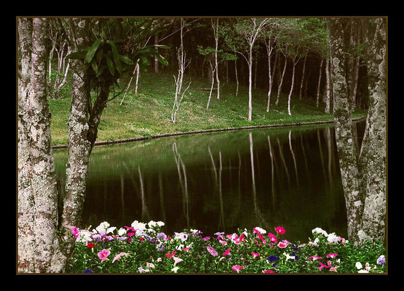 Flowers by a Pond