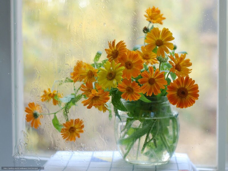 flowers by a rainy window