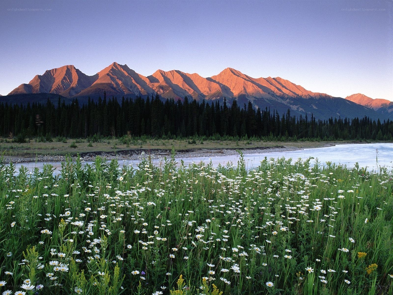 Flowers by a river at sunrise