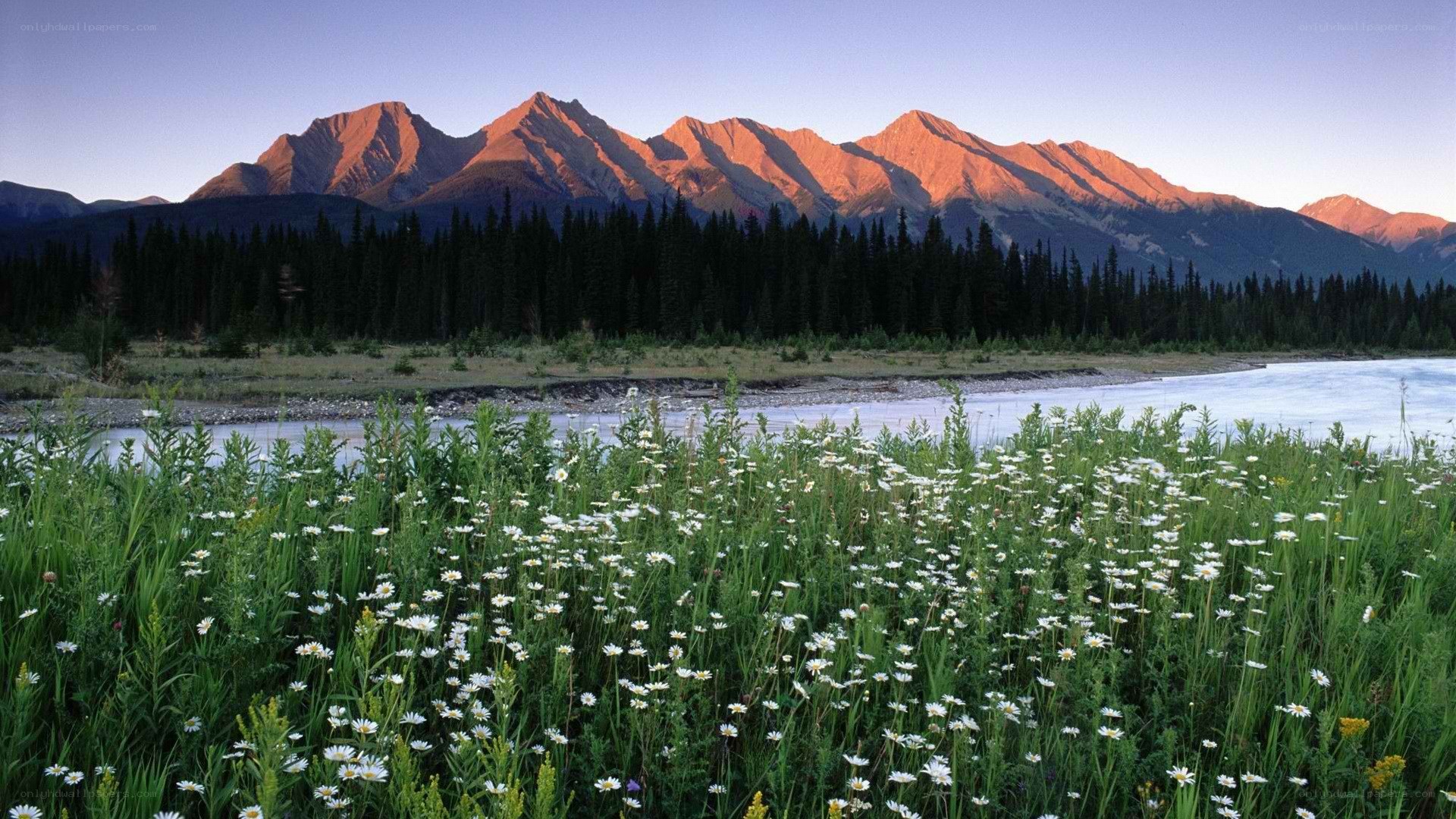 Flowers by a river at sunset