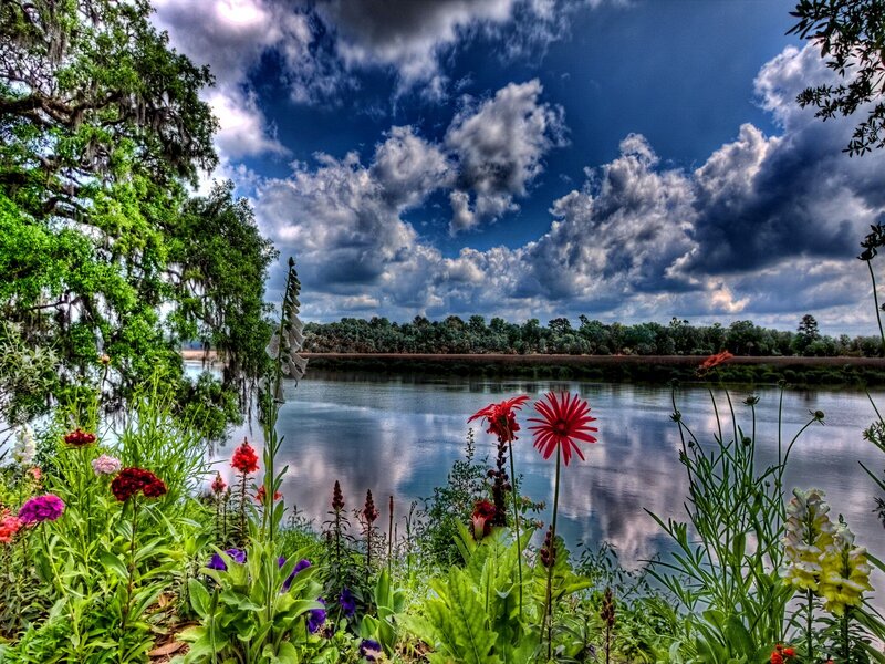 Flowers by a River — Green, Dramatic, Afternoon, Photograph