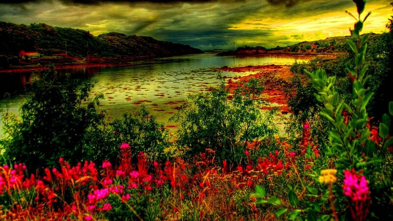 Flowers by a River — Green, Dramatic, Sunset, Photograph