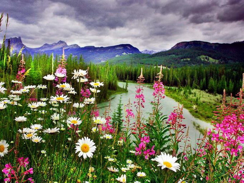 Flowers by a river in the mountains