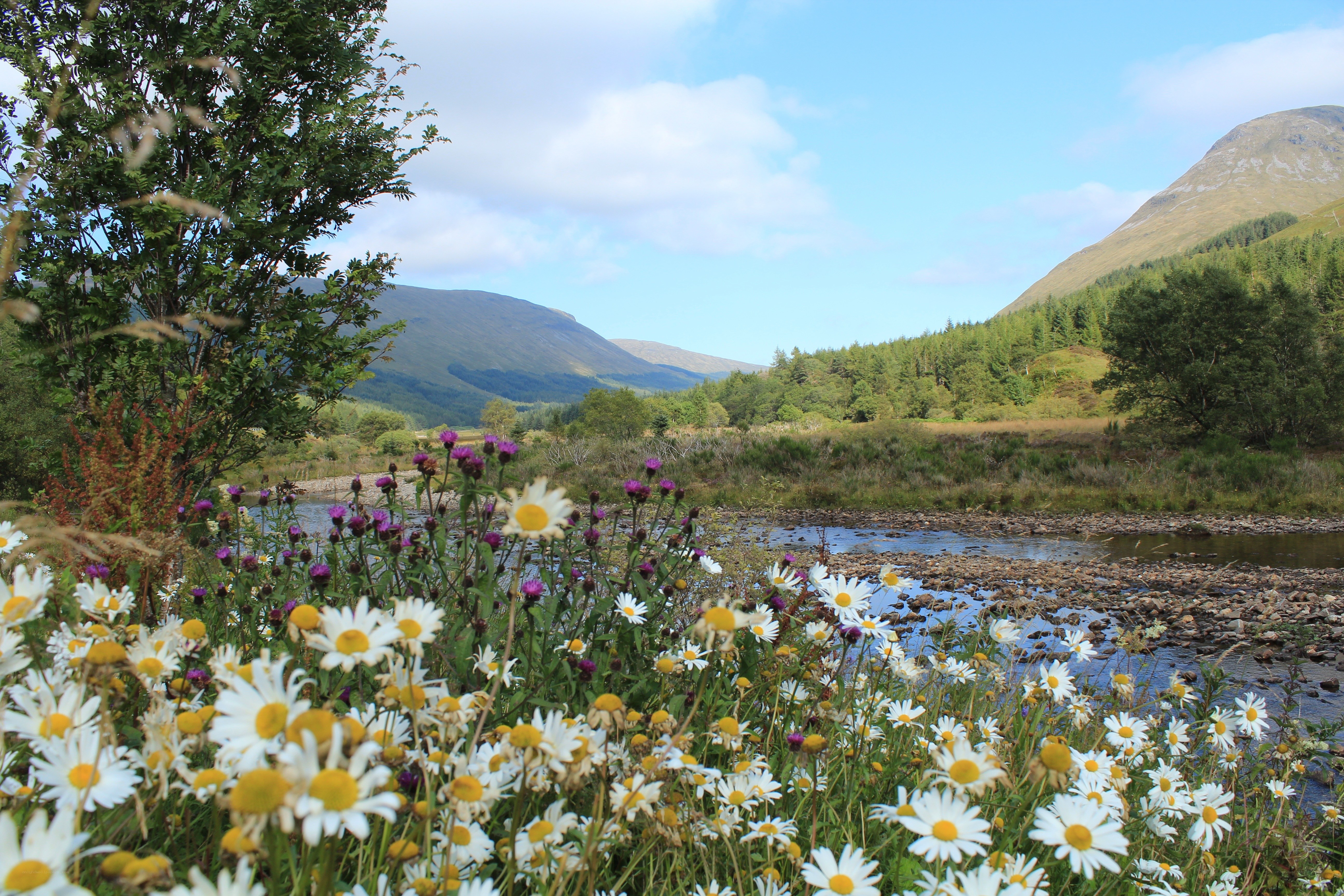 Flowers by a river in the Scottish Highlands