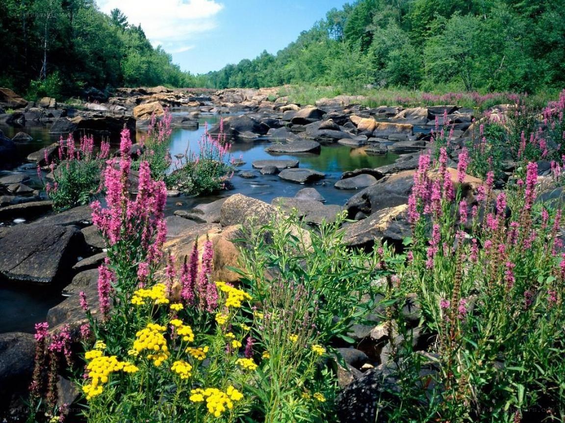 Flowers by a rocky river