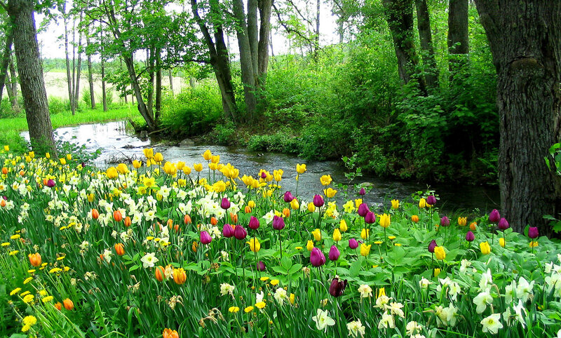Flowers by a Stream