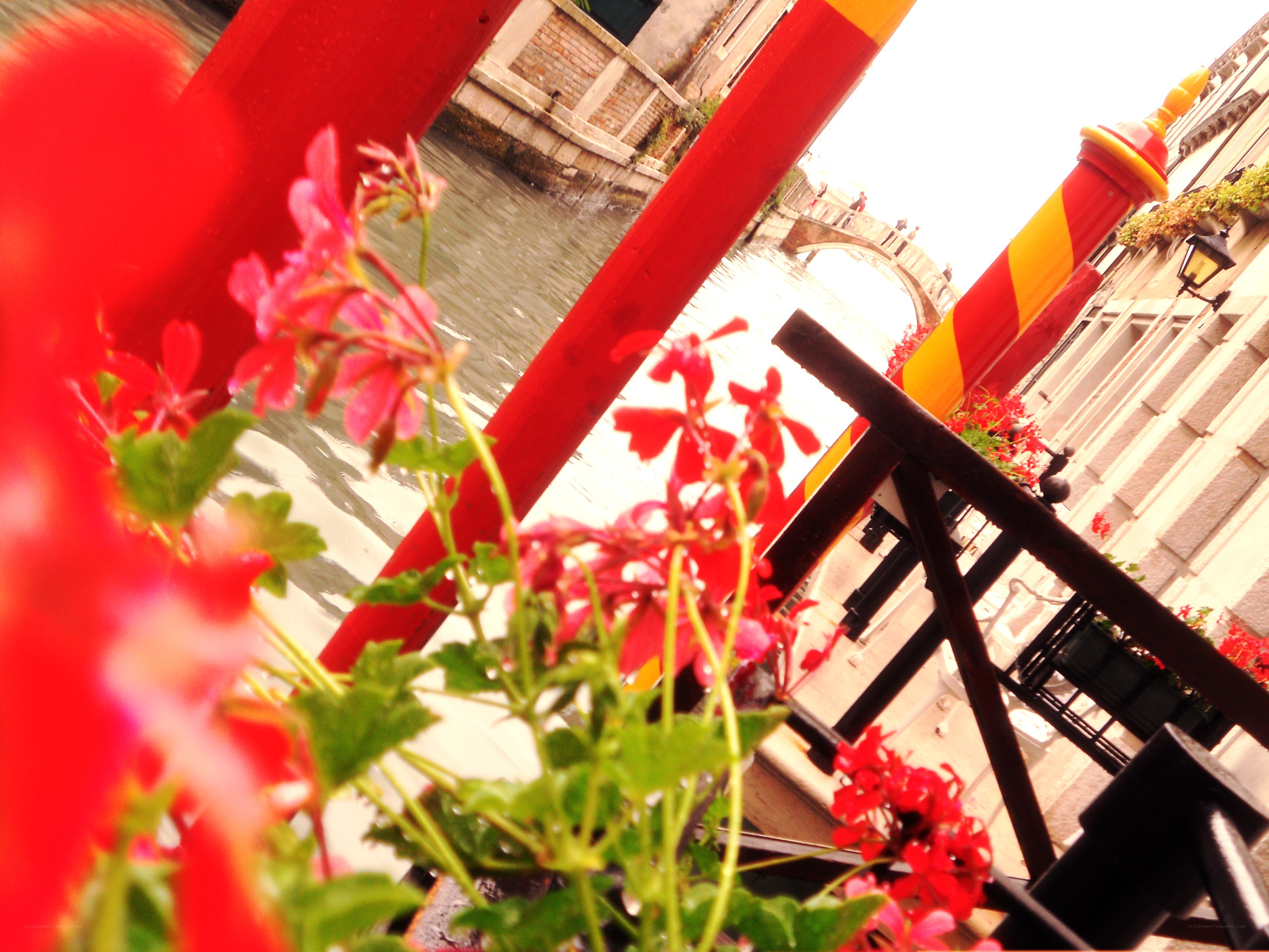 Flowers by a Venetian canal