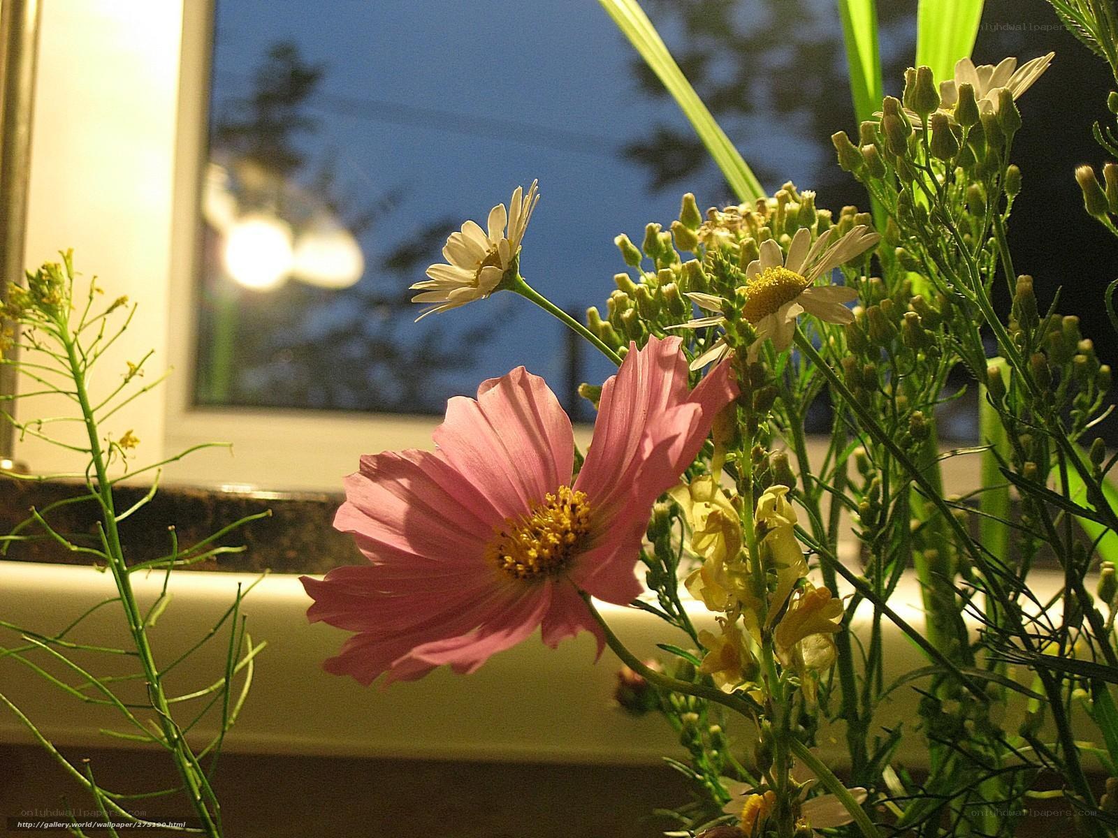Flowers by a window at dusk