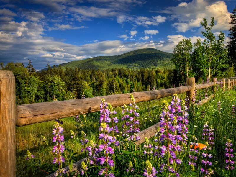 Flowers by a wooden fence