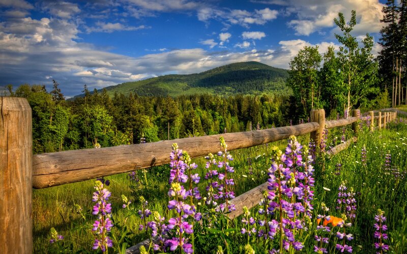 Flowers by a wooden fence