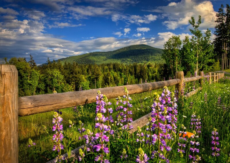 Flowers by a wooden fence