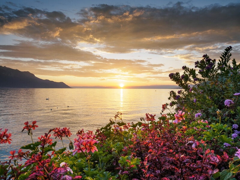 Flowers by Lake at Sunset — Yellow