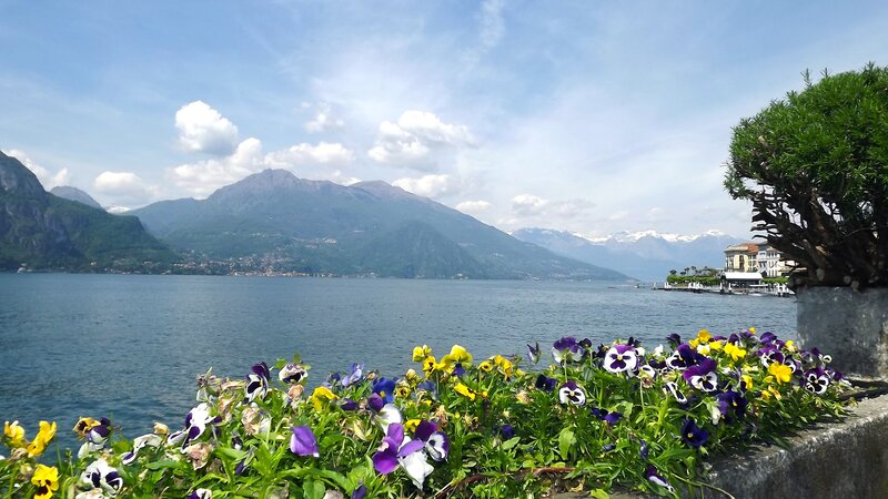 Flowers by Lake — Blue, Serene