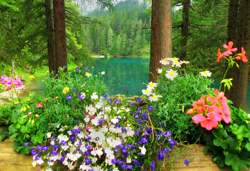 Flowers by Lake — Green, Serene