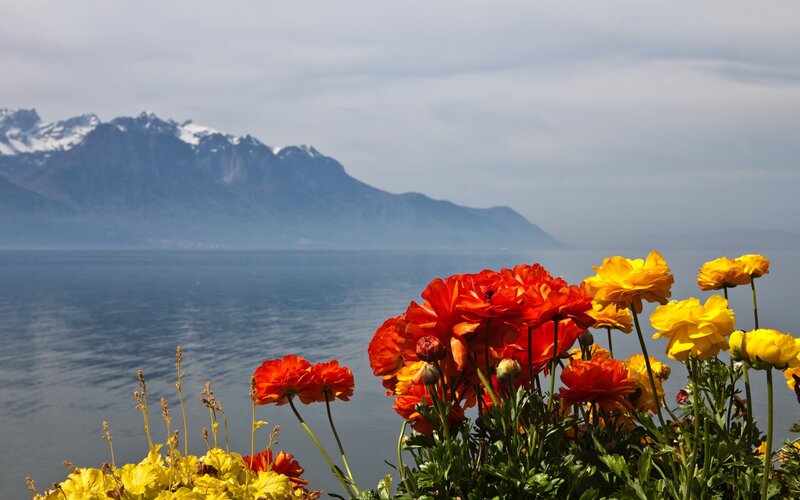 Flowers by Lake — Red