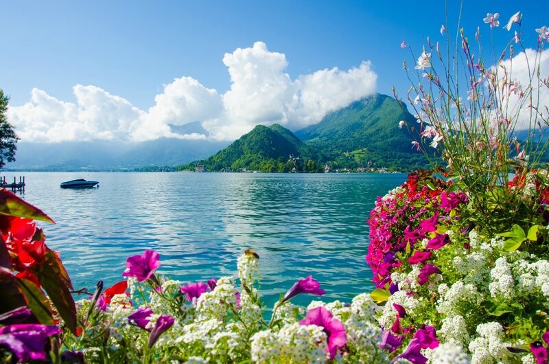Flowers by Lake Shore — Blue, Serene, Afternoon