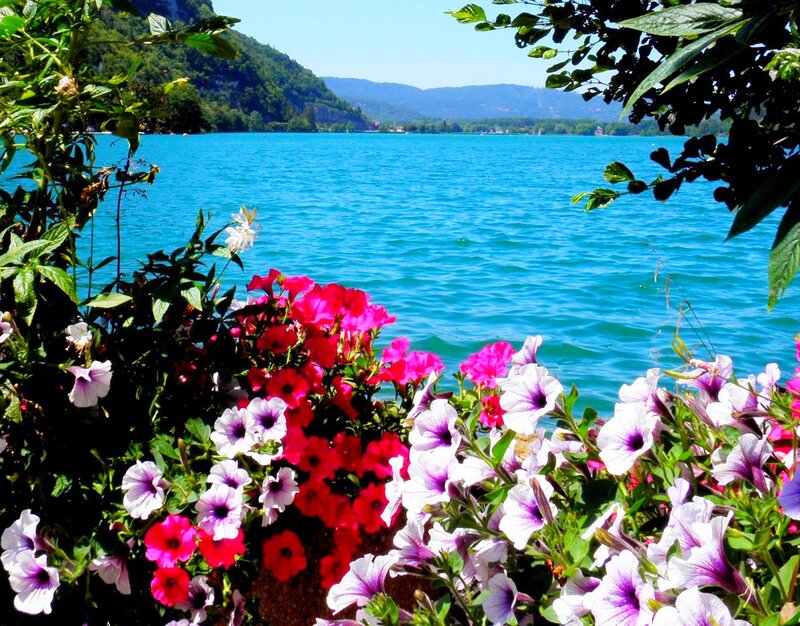 Flowers by Lake Shore — Blue, Serene, Summer