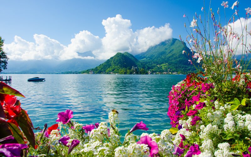 Flowers by Lake Shore — Blue, Serene