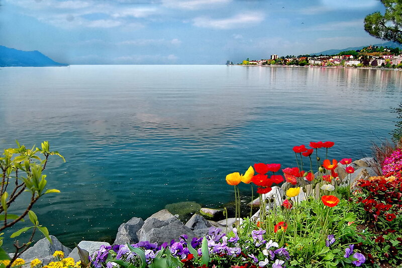 Flowers by Lake Shore — Blue