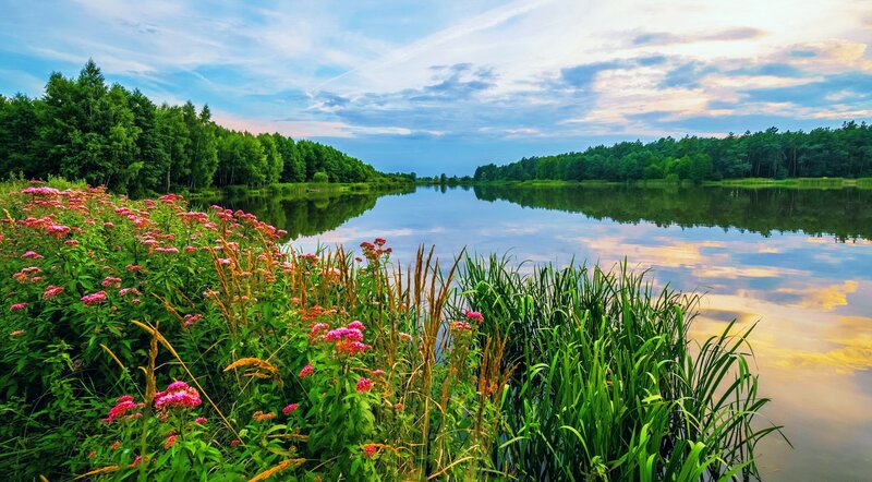 Flowers by Lake Shore — Green, Serene