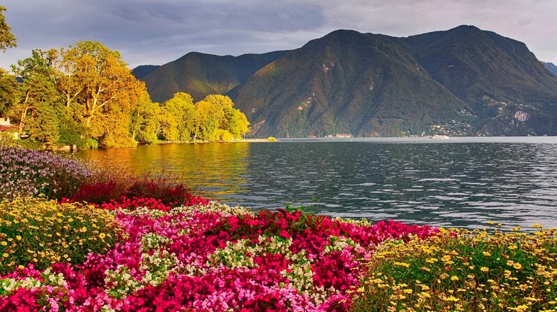 Flowers by Lake Shore — Pink