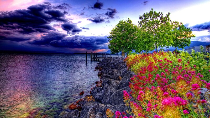 Flowers by Lake Shore — Purple, Dramatic, Sunset, Photograph