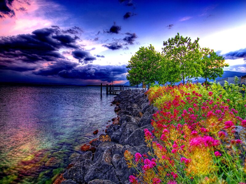 Flowers by Lake Shore — Purple, Dramatic, Sunset, Photograph, Trees