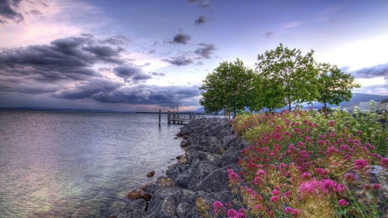 Flowers by Lake Shore — Purple, Dramatic, Sunset