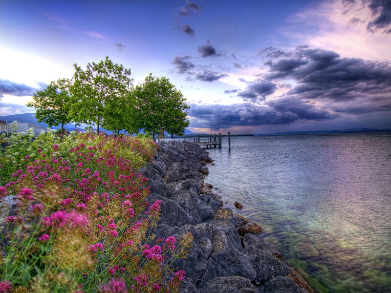 Flowers by Lake Shore — Purple, Dramatic