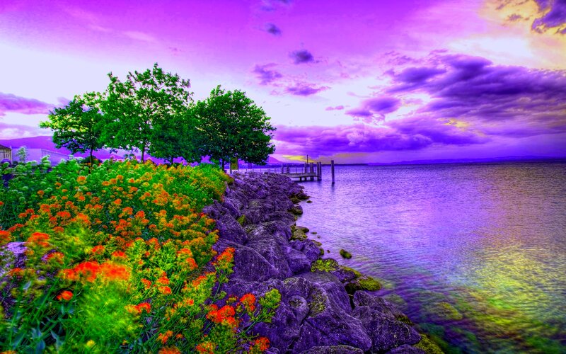 Flowers by Lake Shore — Purple