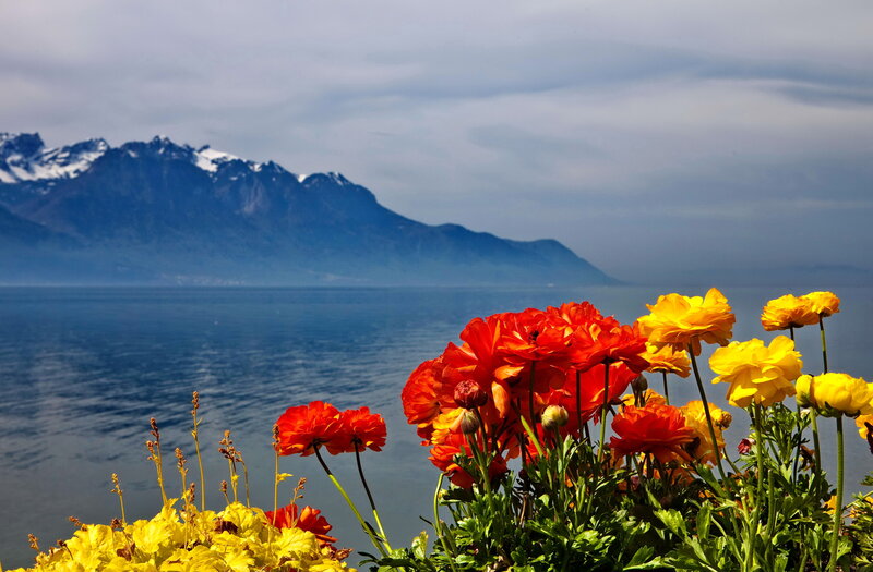Flowers by Lake Shore — Red