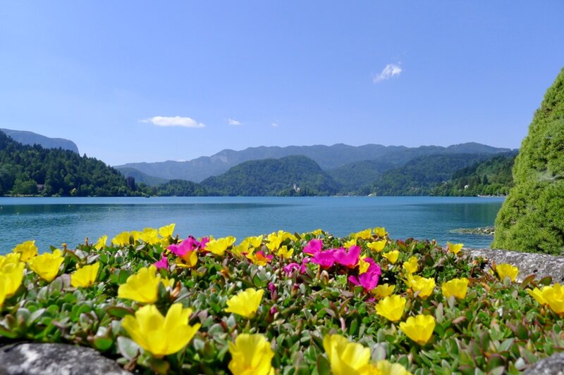 Flowers by Lake Shore — Yellow