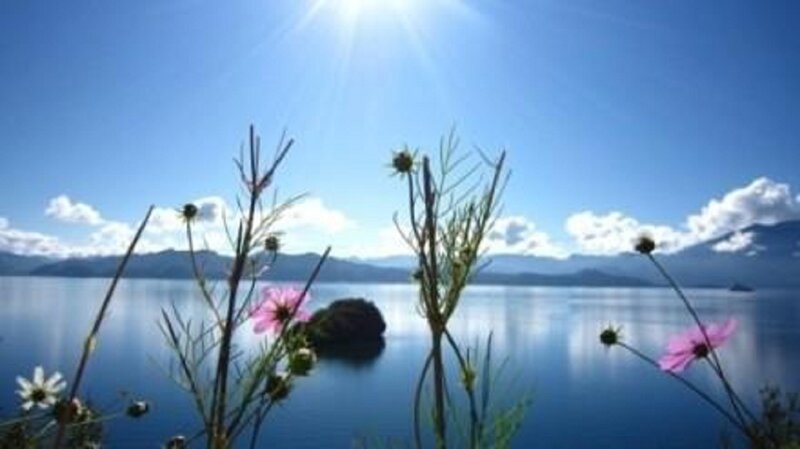 Flowers by Lake