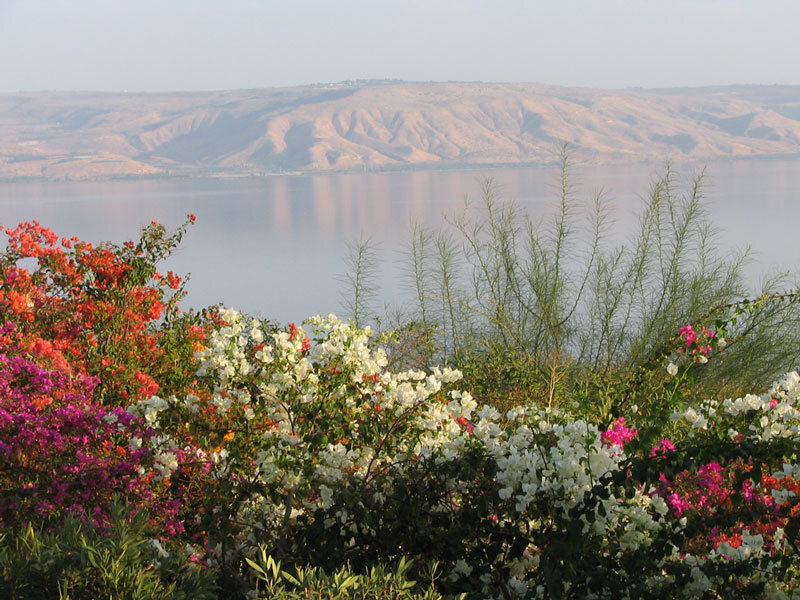 Flowers by Lake — White