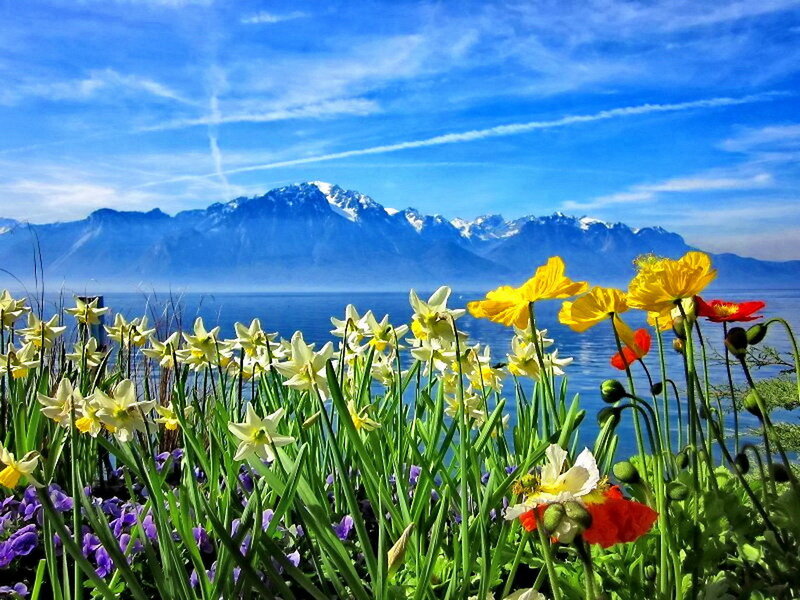 Flowers by Lake with Mountains