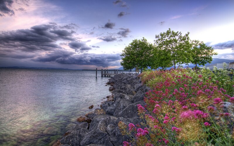 Flowers by Lakeside — Purple