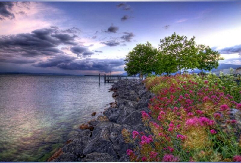 Flowers by Lakeside