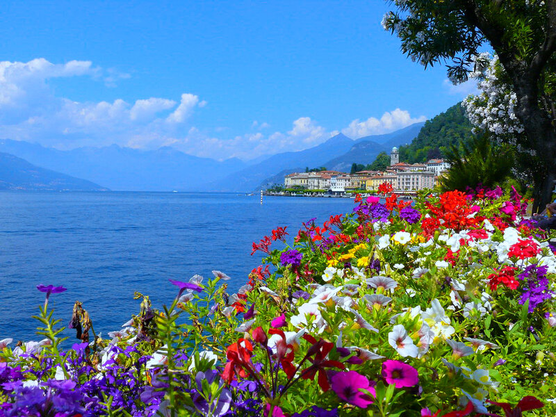 Flowers by Lakeside Town — Blue