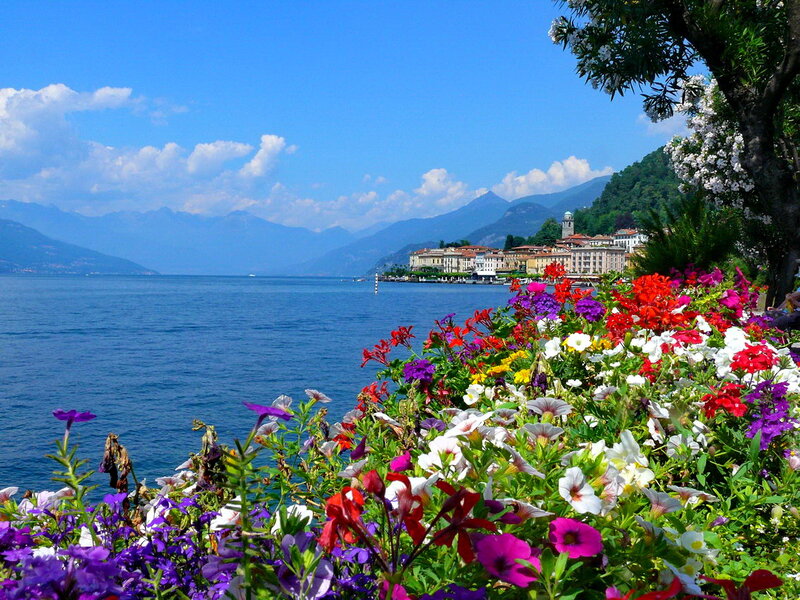 Flowers by Lakeside Town