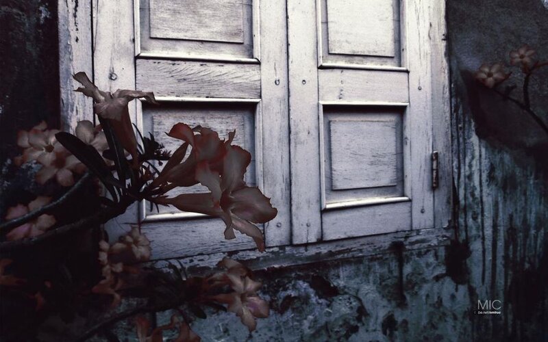 Flowers by Old Window