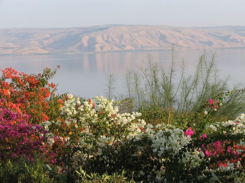 flowers by the lake