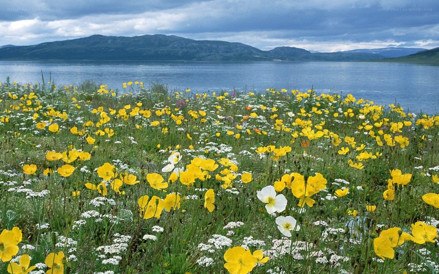 Flowers by the lake