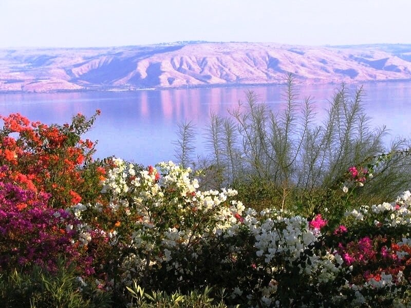 Flowers by the lake