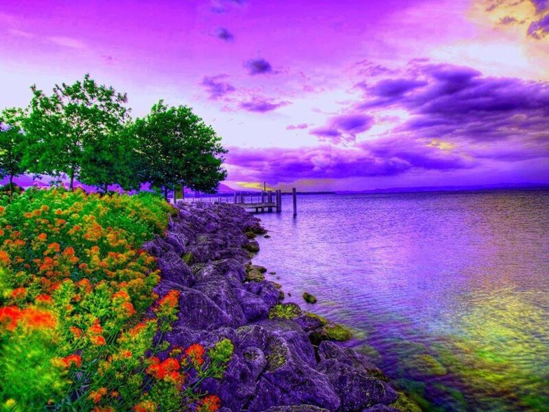 Flowers by the Lake — Purple