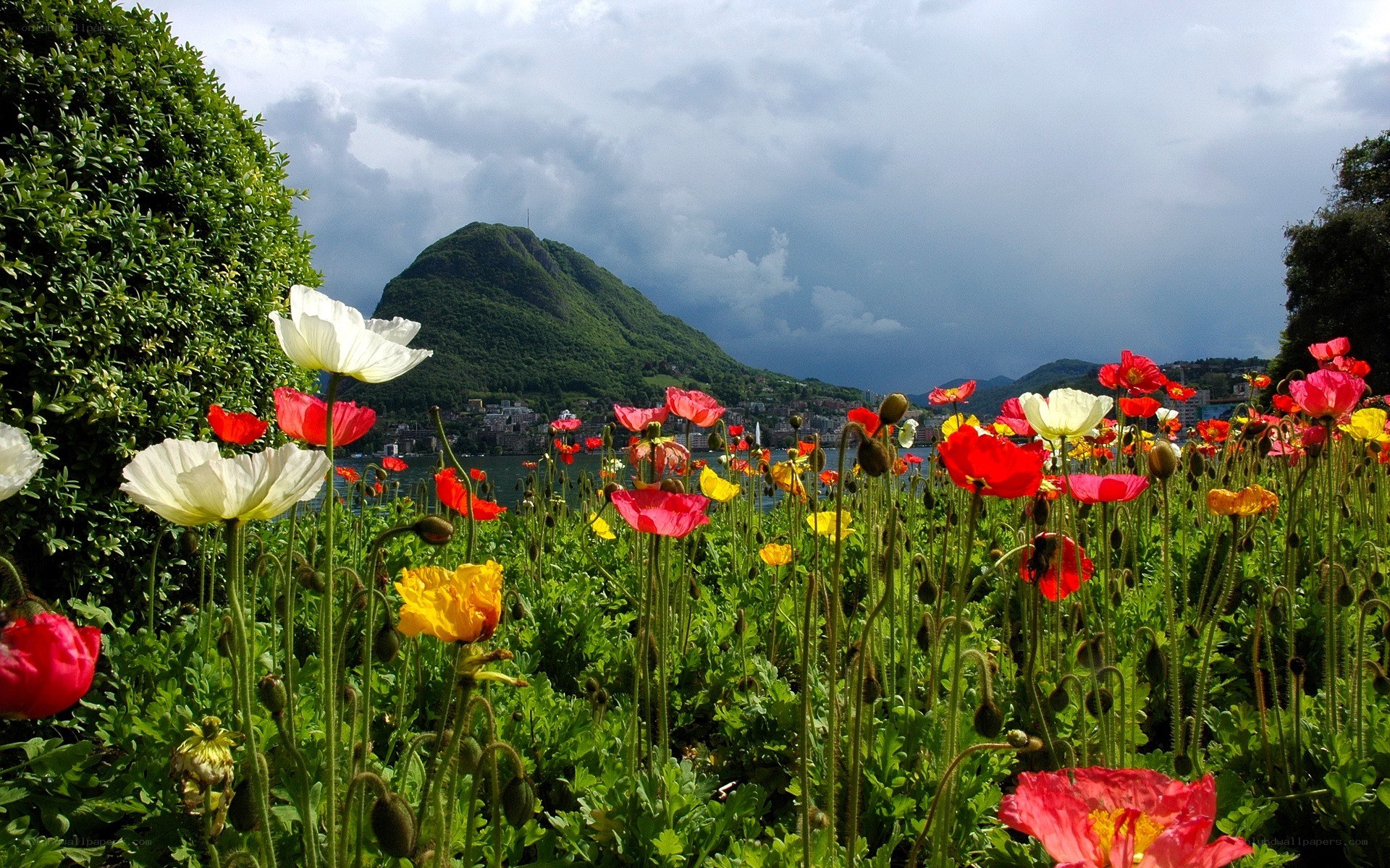 Flowers by the lake with mountain view