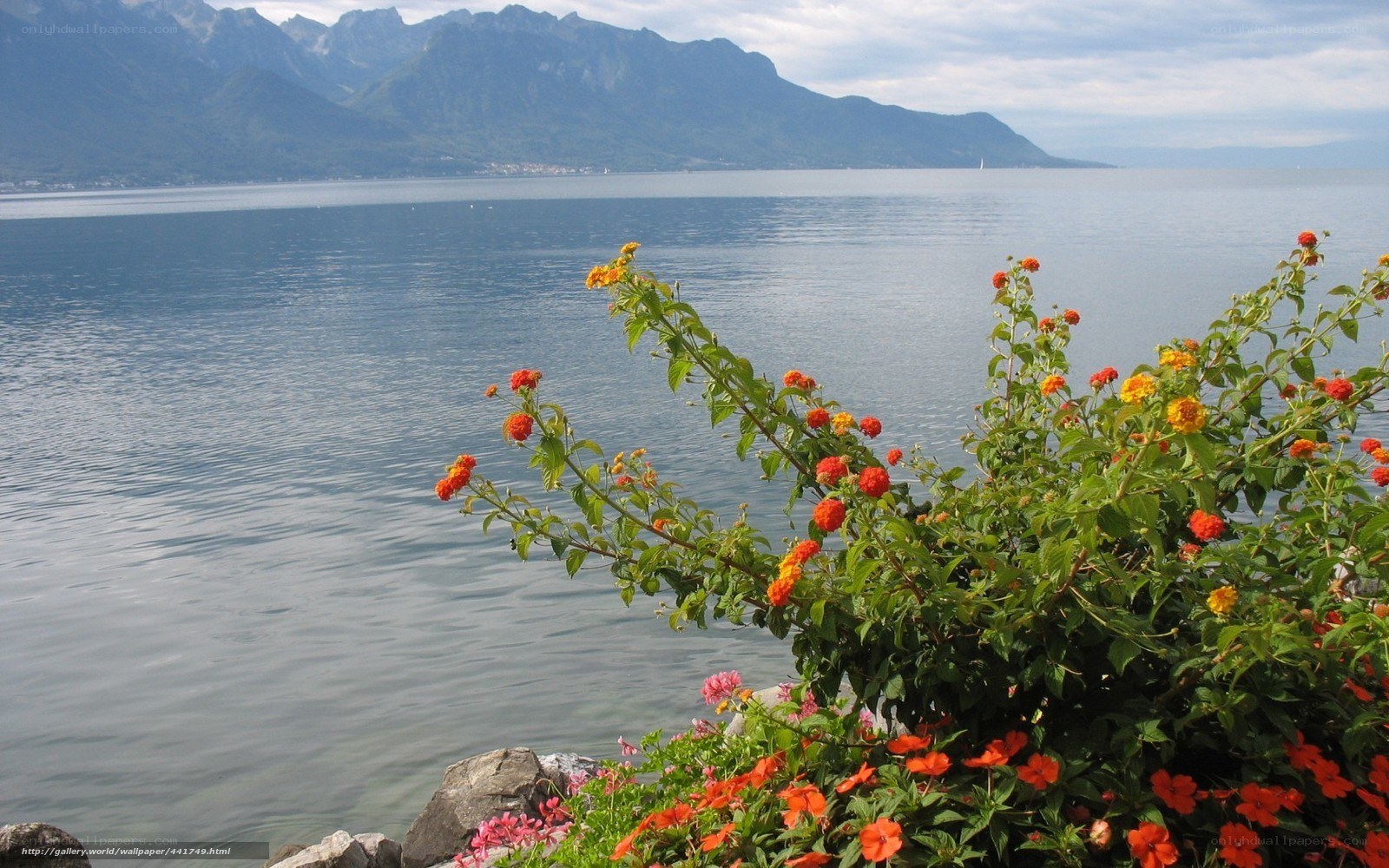 Flowers by the lake with mountains