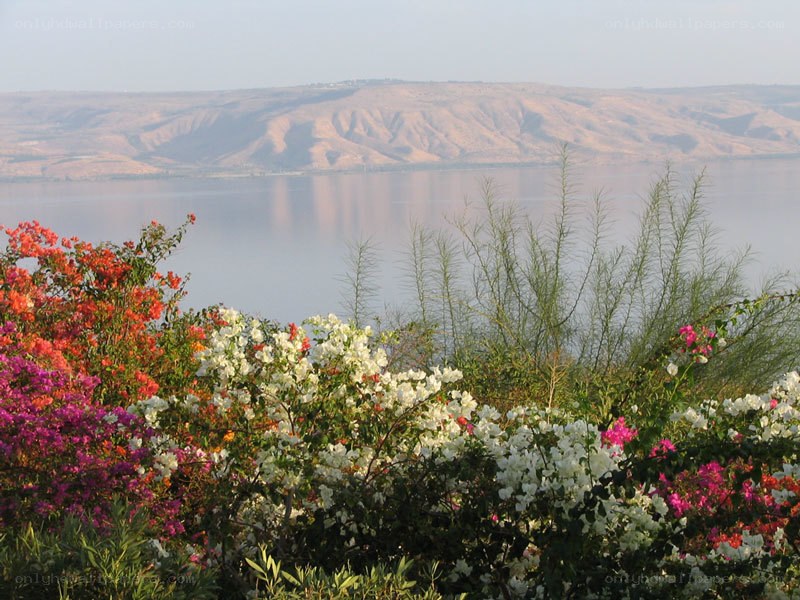 Flowers by the lake
