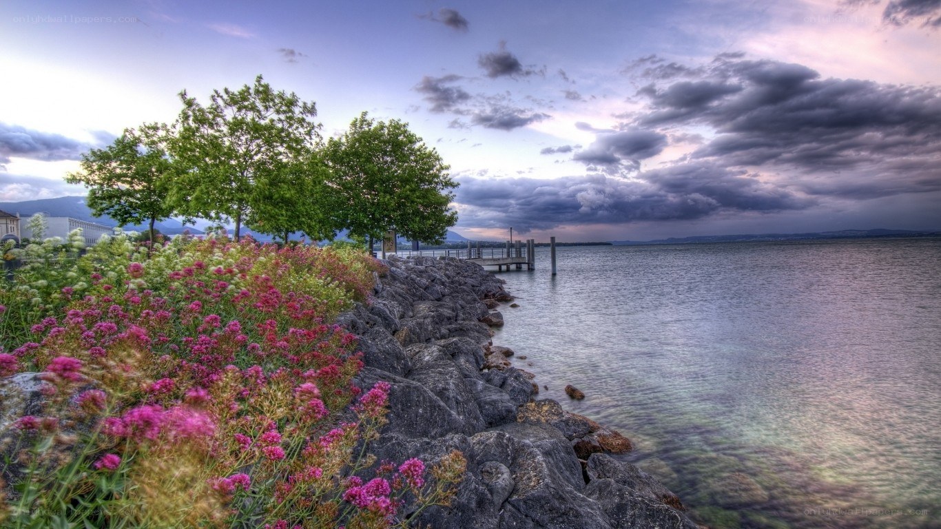 Flowers by the lakeside at dusk